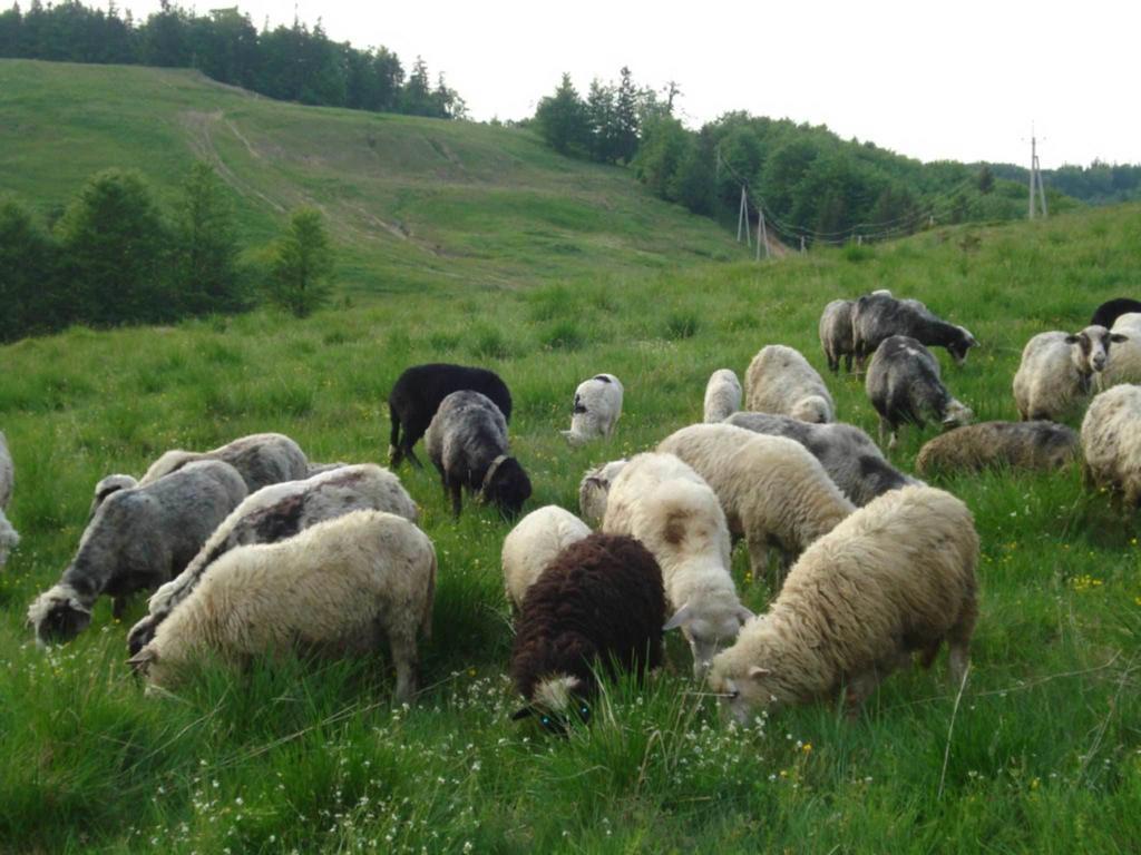 Готель Добрій Vorokhta Eksteriør bilde
